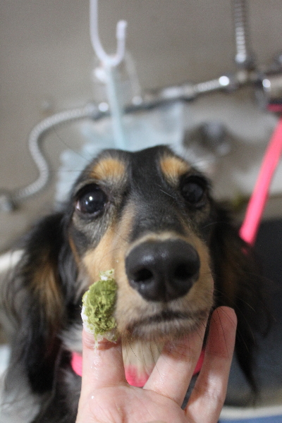 千葉県船橋市のミニチュアダックスの歯磨き画像