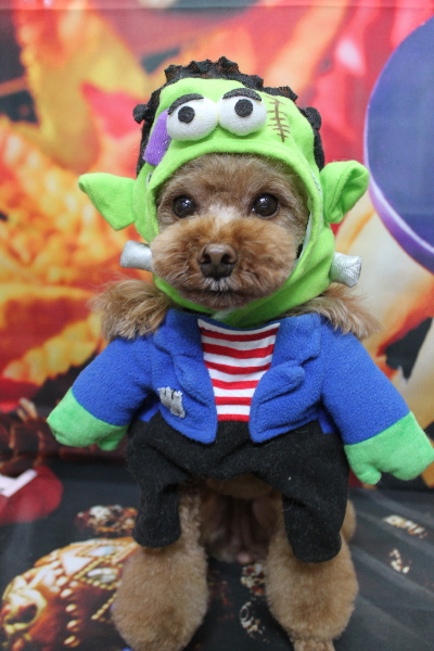 千葉県鎌ヶ谷市のトイプードルのトリミング画像