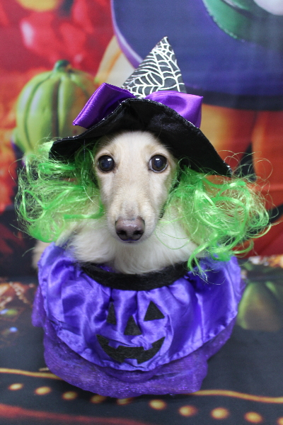 千葉県鎌ケ谷市のミニチュアダックスのトリミング画像