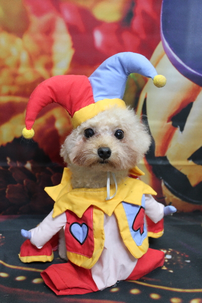 千葉県鎌ケ谷市のトイプードルトリミング画像