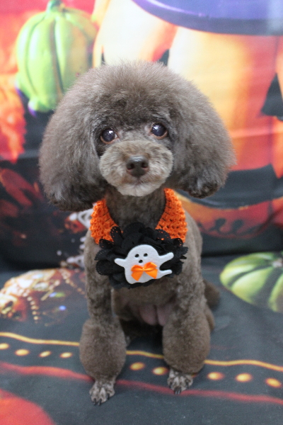 千葉県柏市のトイプードルのトリミング画像