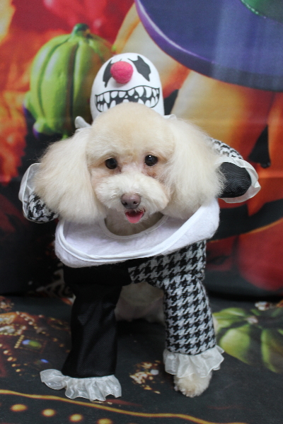 千葉県船橋市のトイプードルのトリミング画像