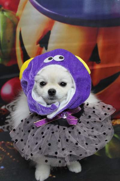 千葉県船橋市のポメラニアンのトリミング画像