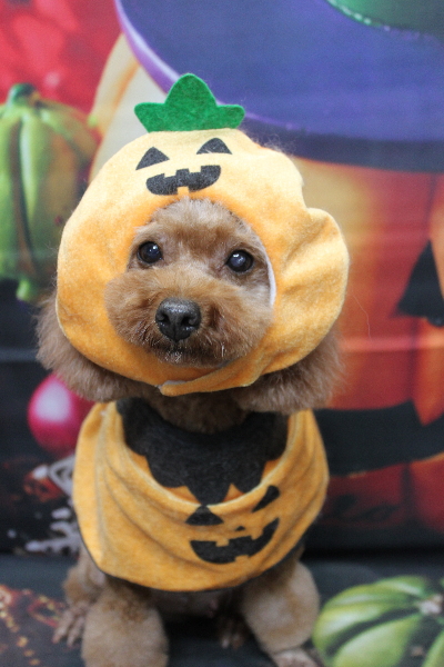 トイプードルブリーダーの成犬、トリミング画像