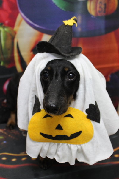 千葉県鎌ケ谷市のミックス犬のトリミング画像