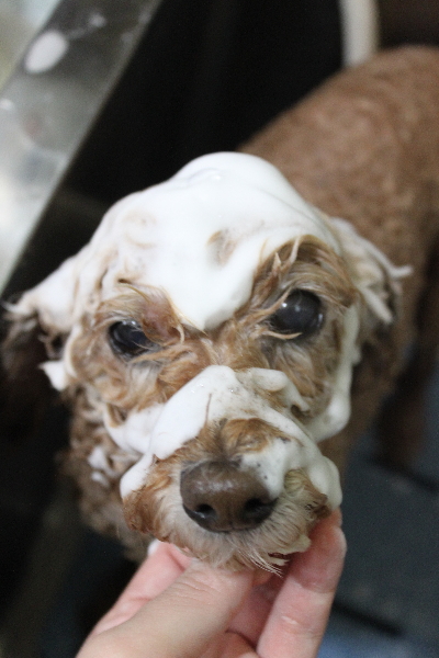千葉県松戸市のトイプードルのシャンプー画像