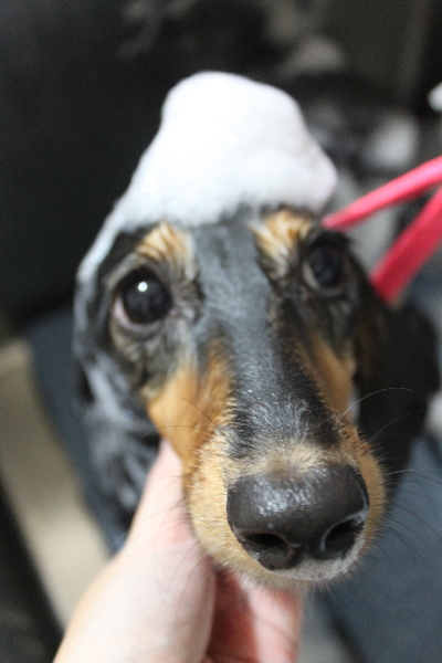 千葉県船橋市のミニチュアダックスのシャンプー画像