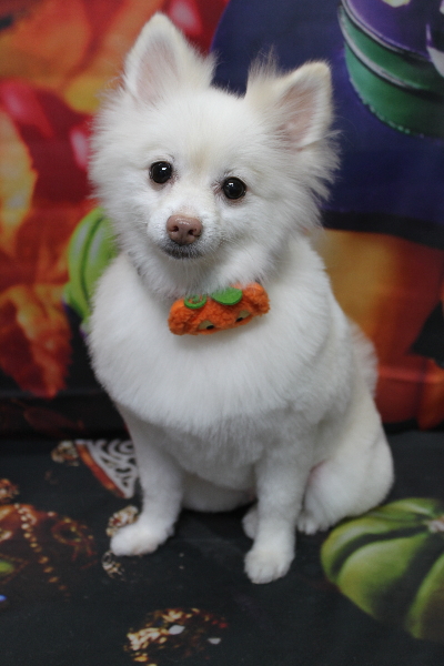 千葉県鎌ケ谷市ポメラニアンのトリミング画像