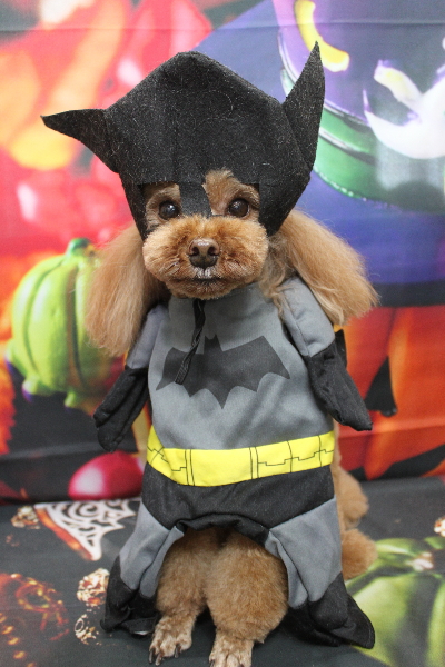 千葉県鎌ヶ谷市のトイプードルのトリミング画像