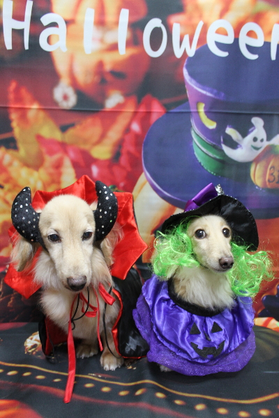 千葉県鎌ケ谷市のミニチュアダックスのトリミング画像