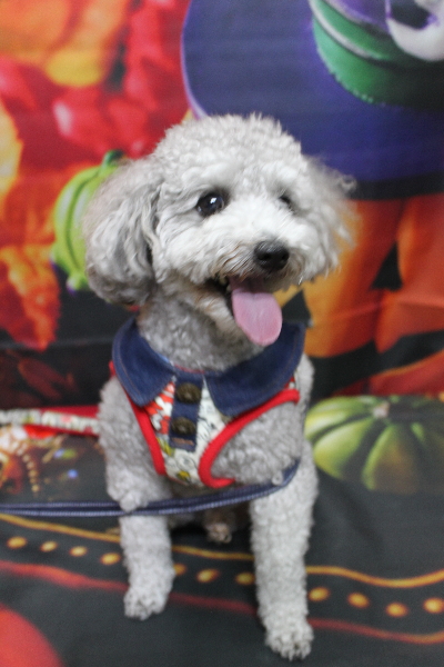 千葉県船橋市のトイプードルのトリミング前画像