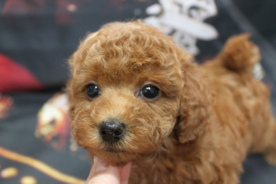 トイプードルブリーダーの子犬、トリミング画像