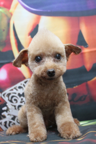 トイプードルブリーダーの成犬、トリミング画像