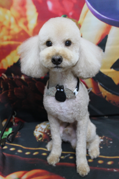 千葉県鎌ケ谷市のトイプードルのトリミング画像