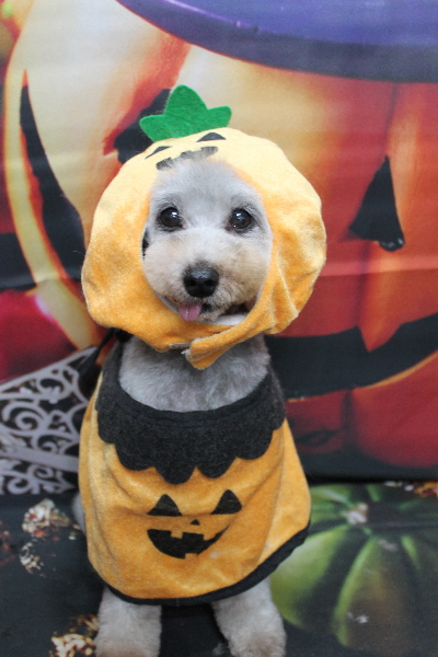 トイプードルブリーダーの成犬、トリミング画像