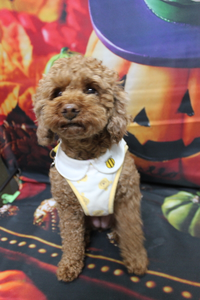 千葉県鎌ケ谷市トイプードルのトリミング前画像