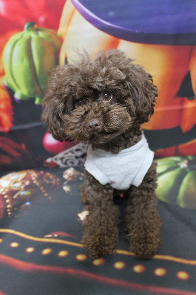 千葉県船橋市のトイプードルのトリミング前画像