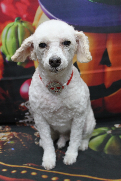 千葉県市川市のトイプードルのトリミング画像