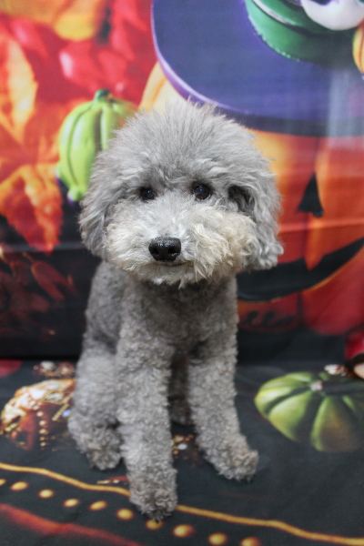 千葉県船橋市のトイプードルのトリミング前画像