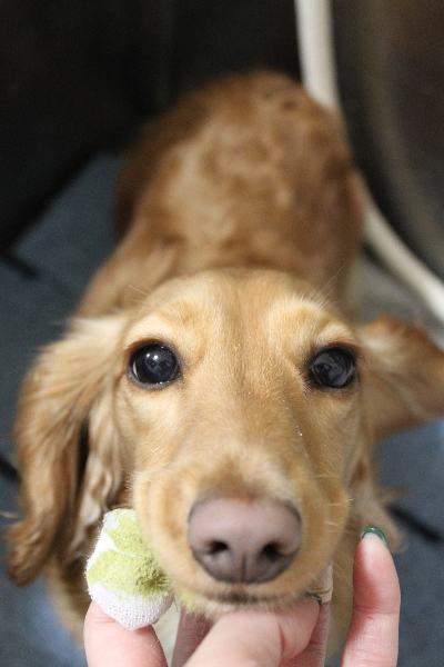 千葉県船橋市のミニチュアダックスの歯磨き画像