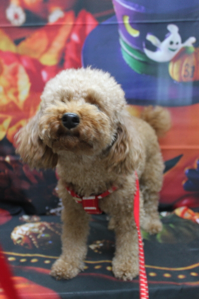 千葉県鎌ヶ谷市のトイプードルのトリミング前画像