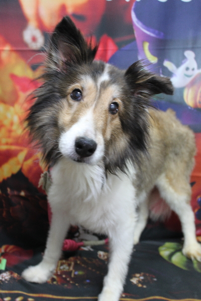 千葉県船橋市のシェルティーのトリミング前画像