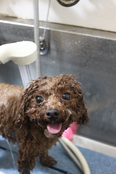千葉県鎌ケ谷市トイプードルのオゾンシャワー画像