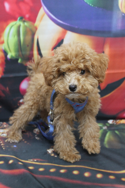 千葉県船橋市のトイプードルのトリミング前画像