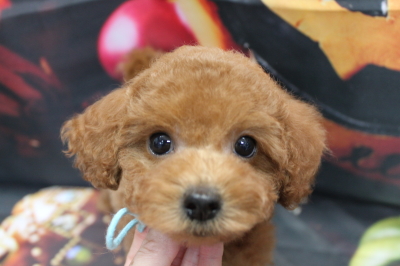 トイプードルブリーダーの子犬、トリミング画像