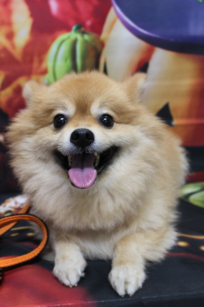 千葉県船橋市ポメラニアンのトリミング前画像