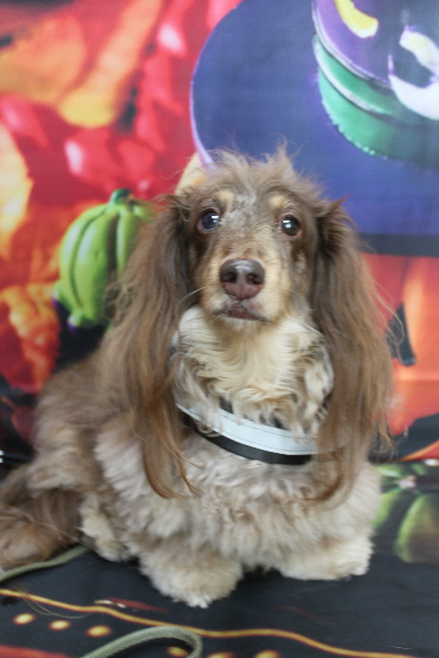 千葉県松戸市のミニチュアダックスのトリミング前画像