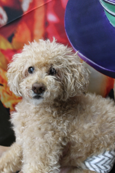 千葉県船橋市のトイプードルのトリミング前画像