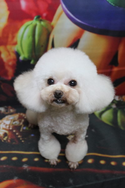 トイプードルブリーダーの成犬、トリミング画像