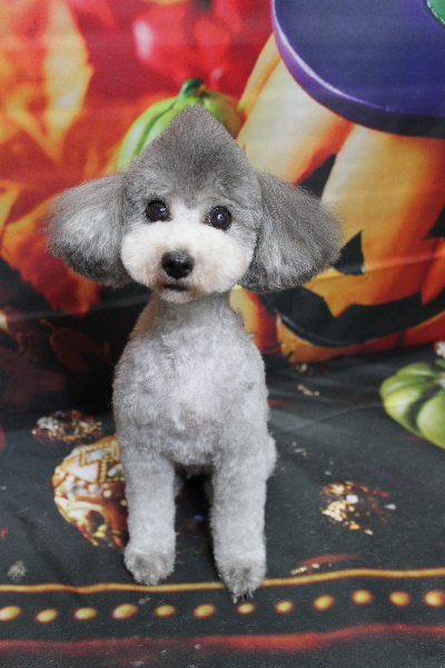 トイプードルブリーダーの成犬、トリミング画像