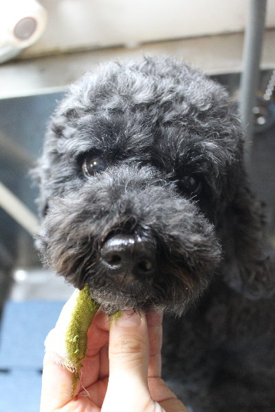 千葉県松戸市のトイプードルの歯磨き画像