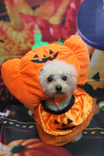 千葉県鎌ケ谷市のトイプードルトリミング画像