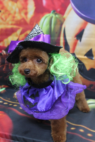 千葉県八千代市のトイプードルのトリミング画像