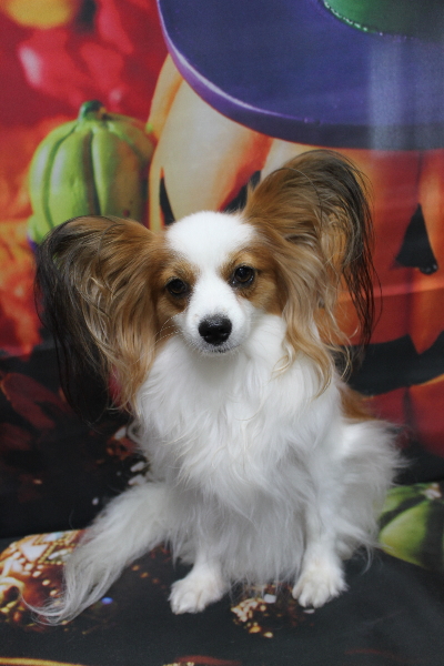 千葉県鎌ヶ谷市のパピヨンのトリミング前画像