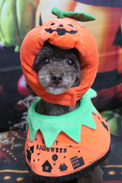 千葉県柏市のトイプードルのトリミング画像