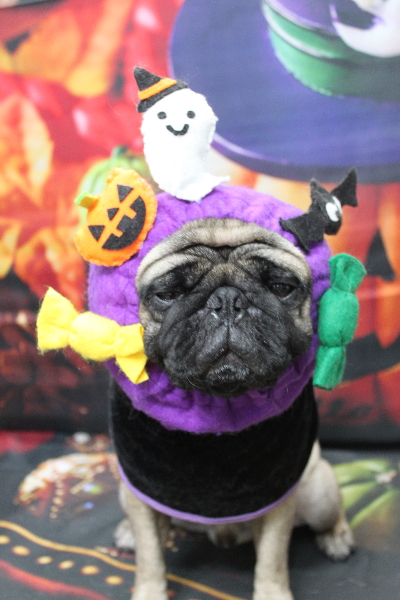 千葉県鎌ケ谷市のパグのトリミング画像