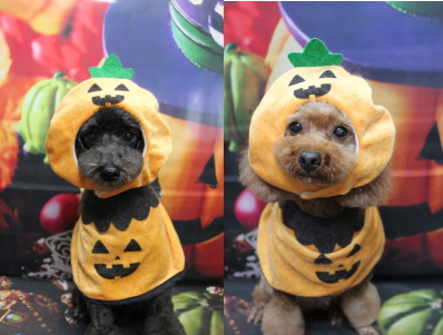 トイプードルブリーダーの成犬、トリミング画像