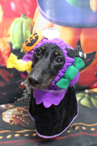 千葉県鎌ケ谷市のミックス犬のトリミング画像