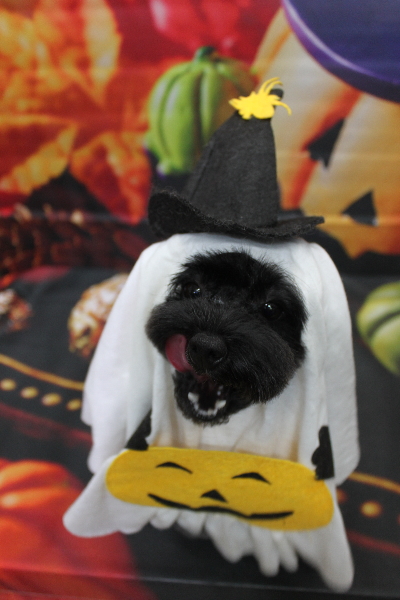 千葉県鎌ヶ谷市のトイプードルのトリミング画像