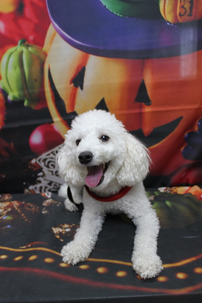 千葉県船橋市のトイプードルのトリミング前画像