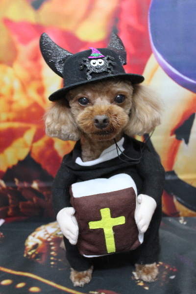 千葉県鎌ケ谷市のトイプードルのトリミング画像