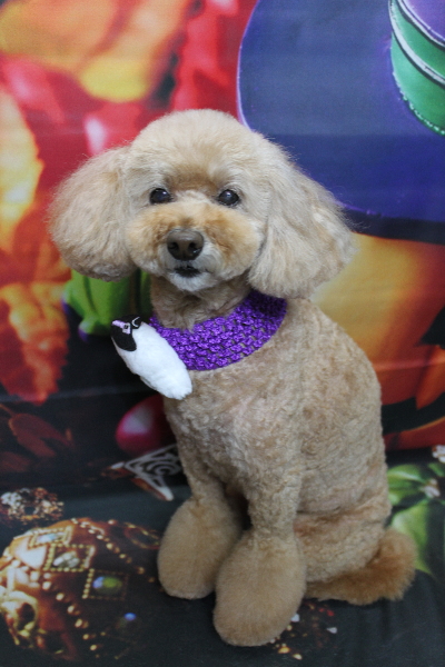 千葉県松戸市のトイプードルのトリミング画像