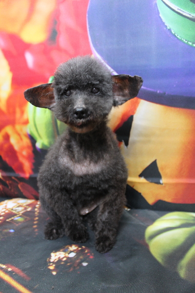 トイプードルブリーダーの成犬、トリミング画像