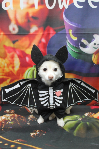 千葉県鎌ケ谷市ポメラニアンのトリミング画像