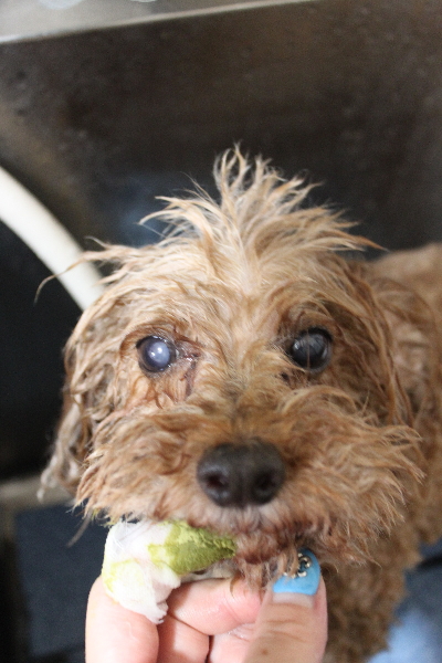 千葉県船橋市のトイプードルの歯磨き画像