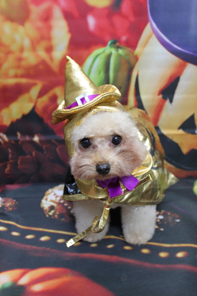 千葉県鎌ケ谷市のトイプードルトリミング画像